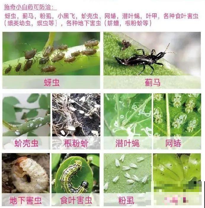 一把白色小豆豆撒土里，啥虫都能杀死，全年不生虫，干干净净