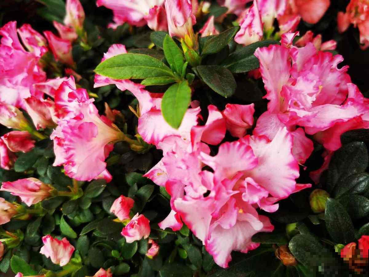 5种矫情花，不能干，不能湿，实在是娇气