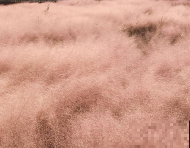 网红植物粉黛乱子草，不用每年种植，来年重新发芽