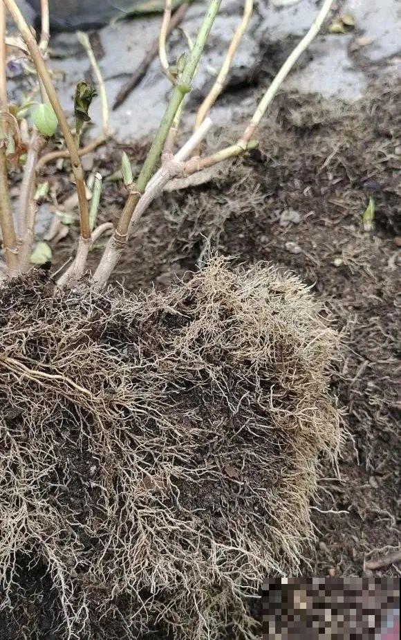 花园三剑客也要换盆,越冷长得越旺,明年呼呼开花 花园三剑客也要换盆,越冷长得越旺,明年呼呼开花