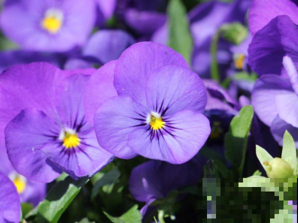 三色堇种子要想发芽快，养殖注意这4点，才能开更好的花