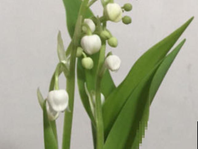 铃兰发芽后长不起来，可能和这4点有关，注意好就能生长