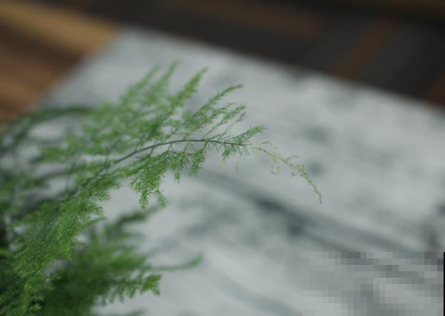 老是黄叶的文竹太难养，不要灰心，注意这4点层层冒绿叶