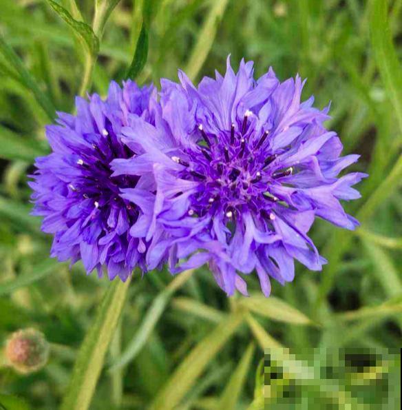 春天种菊花，种类多的数不清，随便浇水就爆盆