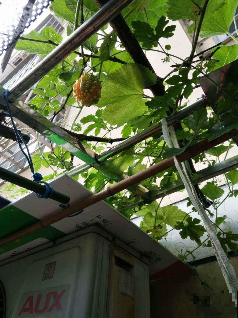 立春以后,养盆五颜六色的“小零食”花,不光好看还能吃 立春以后,养盆五颜六色的“小零食”花,不光好看还能吃