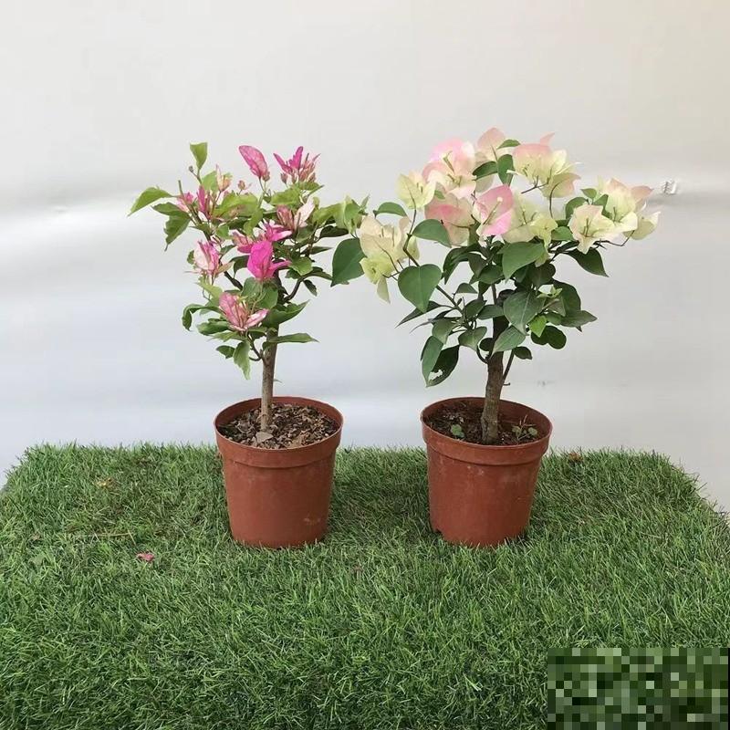 养殖三角梅，扦插想成功，这5点要记住