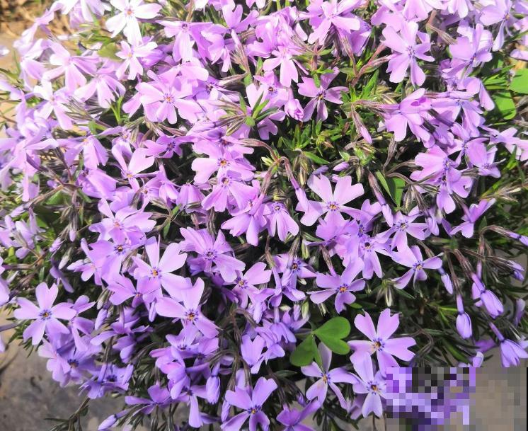 室外花坛花色鲜艳,好看还好养,通常是这4种花 室外花坛花色鲜艳,好看还好养,通常是这4种花