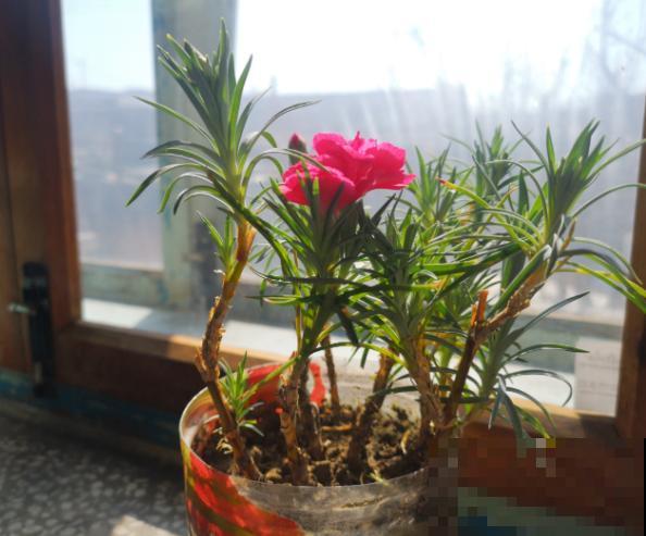 康乃馨底部干叶子，主要和这4点有关，养护注意就能避免