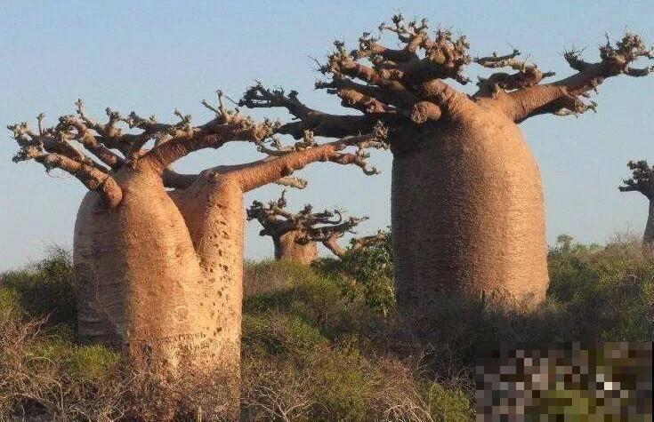 惊艳全球的8棵树,最老一棵上千年,美得无法言说 惊艳全球的8棵树,最老一棵上千年,美得无法言说