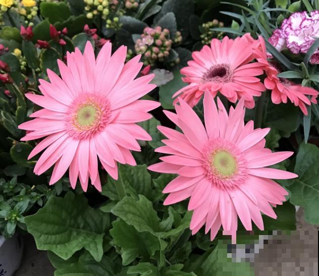 家里养盆非洲菊，花苞多的不见叶，满盆爆花