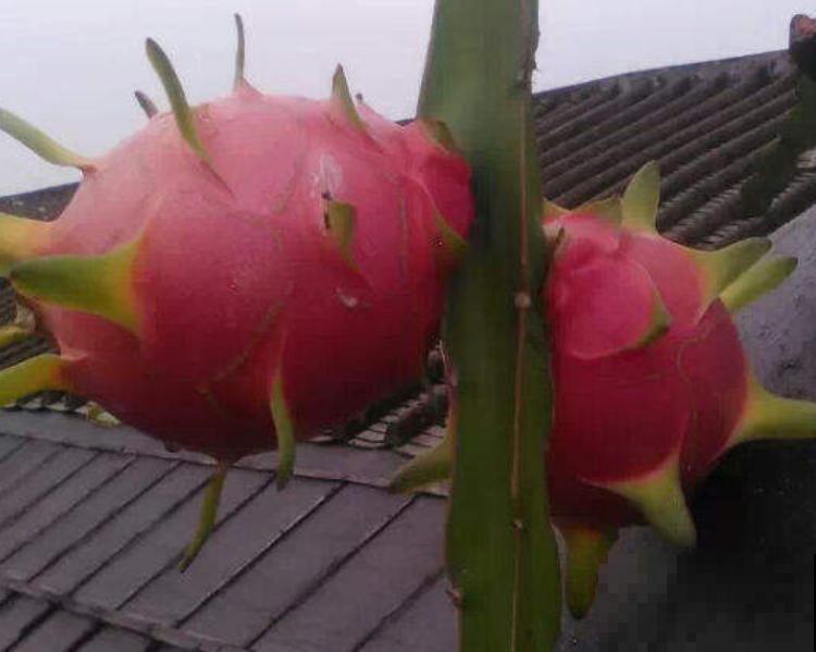 火龙果枝条长满“锈斑”,一定要重视,不然全烂了 火龙果枝条长满“锈斑”,一定要重视,不然全烂了