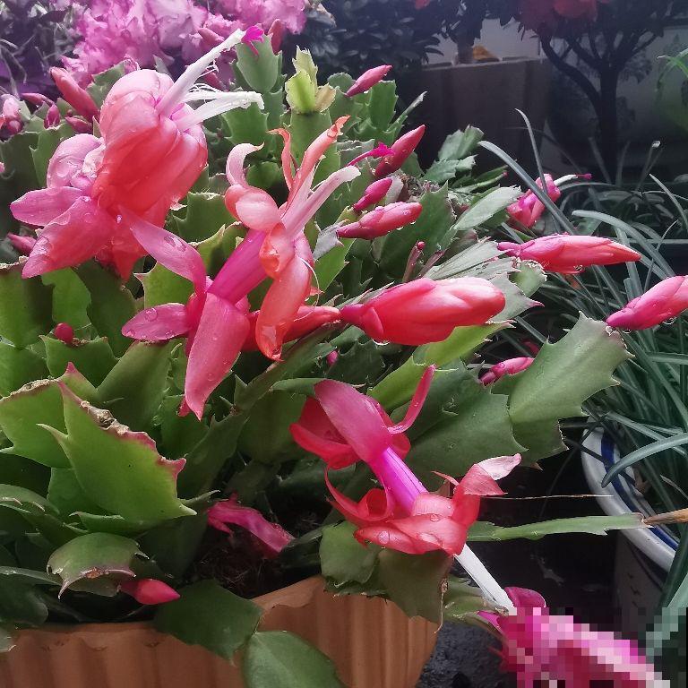 5个谣言，养花时最不能信，不然植物死翘翘