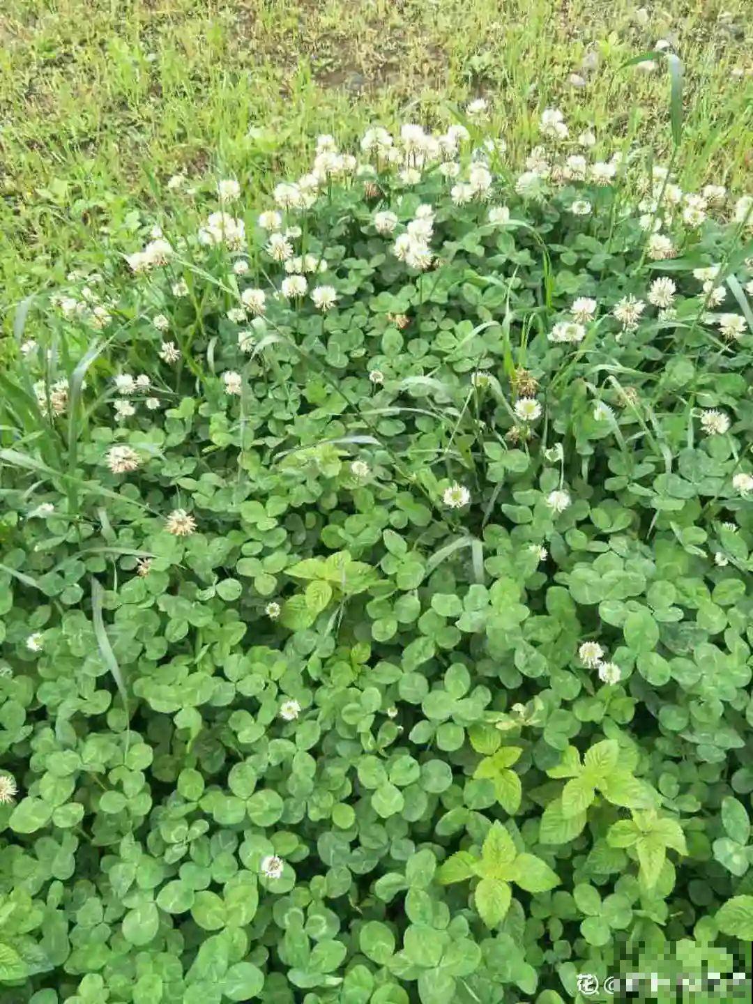 1种绿植叶子超美，活像水彩画，晒晒太阳就爆盆