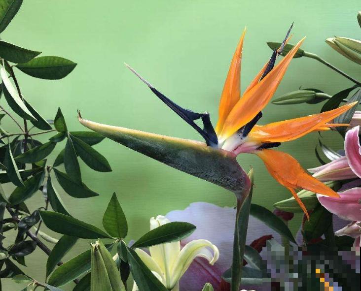 天堂鸟长太高,赶紧掐尖,株型更加饱满 天堂鸟长太高,赶紧掐尖,株型更加饱满