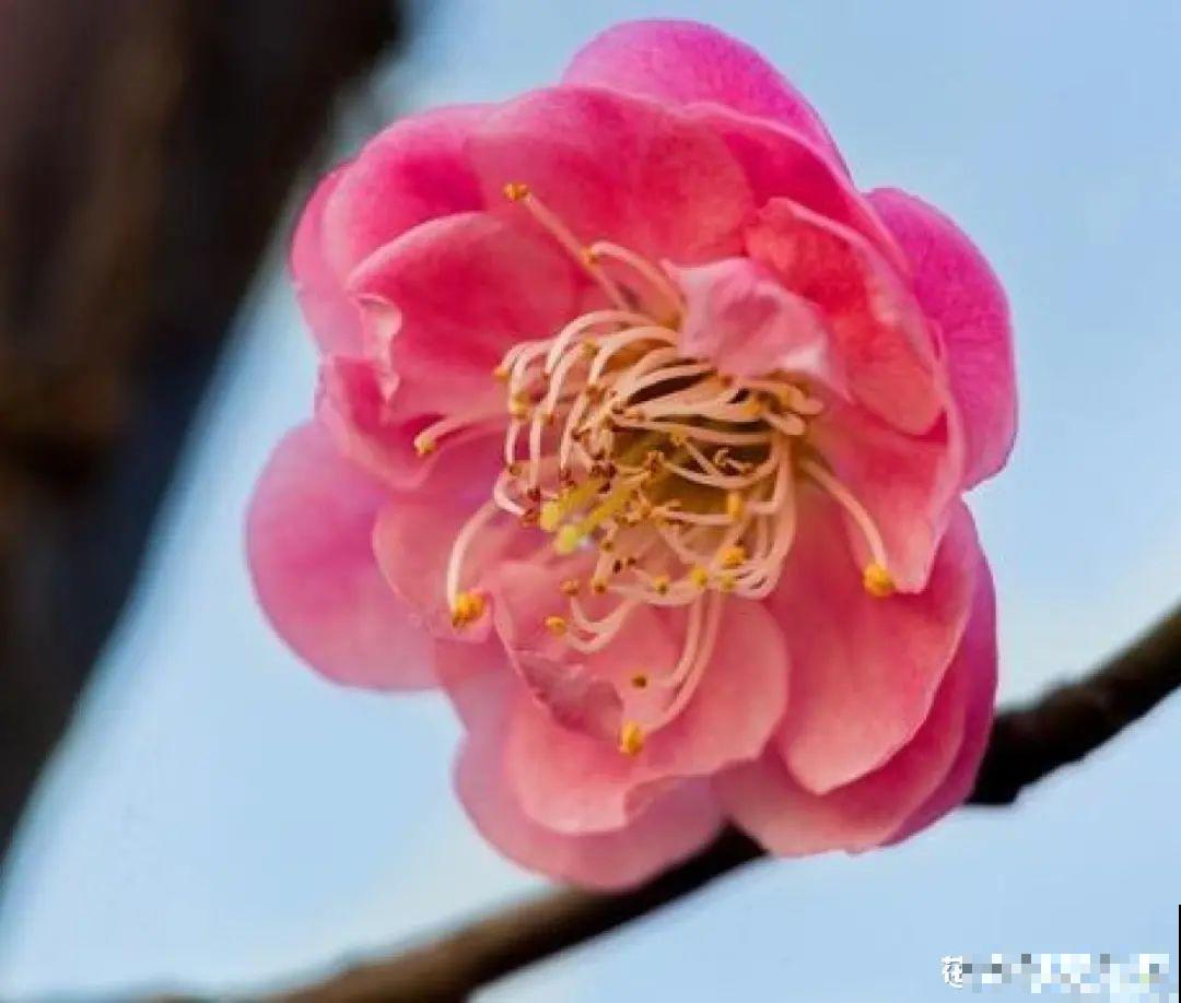 1种花剪几根枝,插水里3天就开花,迎春报喜,花香四溢 1种花剪几根枝,插水里3天就开花,迎春报喜,花香四溢