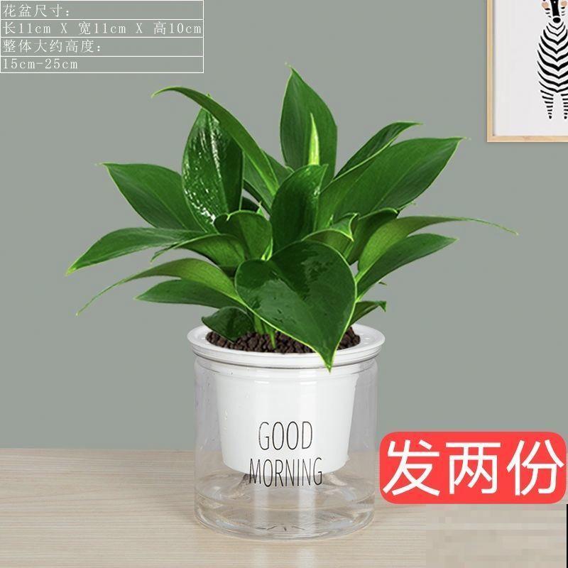 金钻品种绿公主，养殖注意这3点，轻松养殖