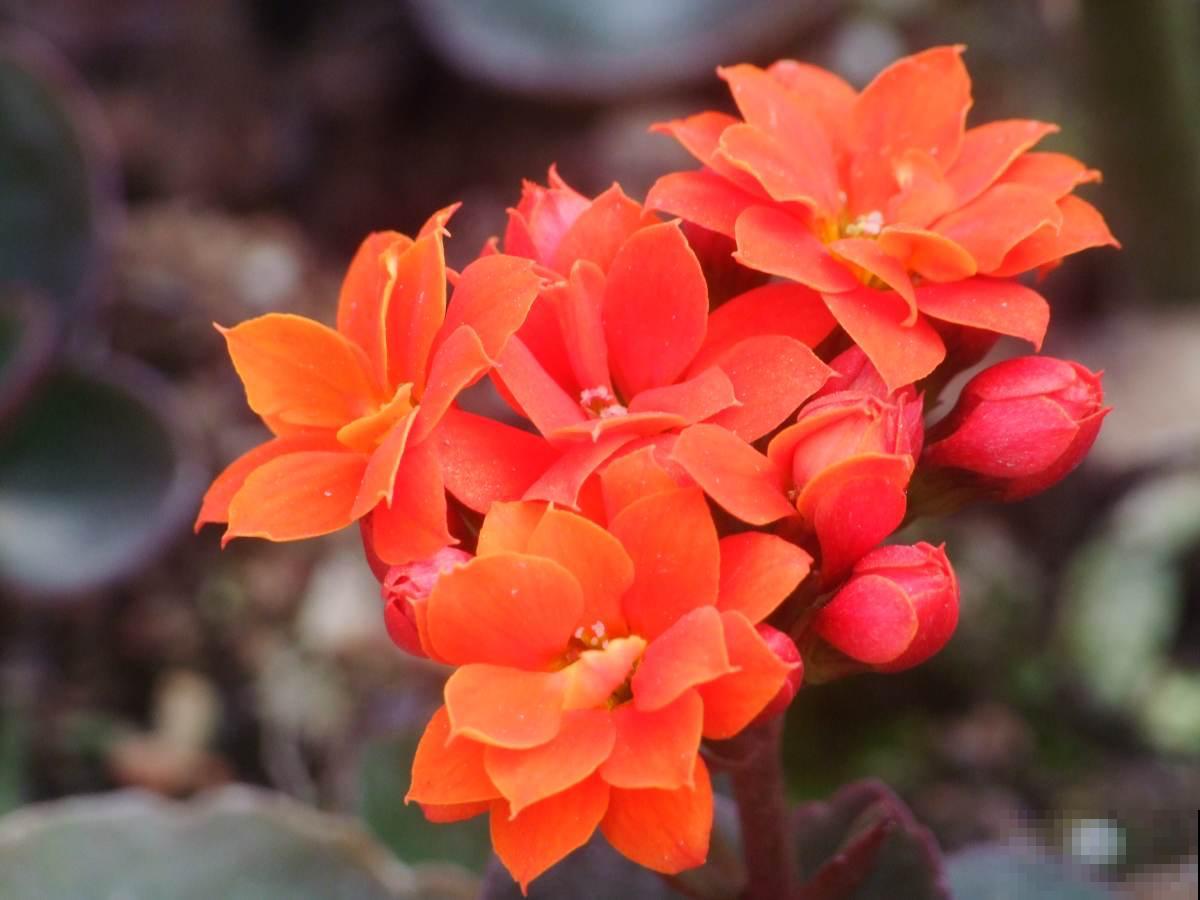 花期不开花的6个原因，掌握方法才能“对症下药”