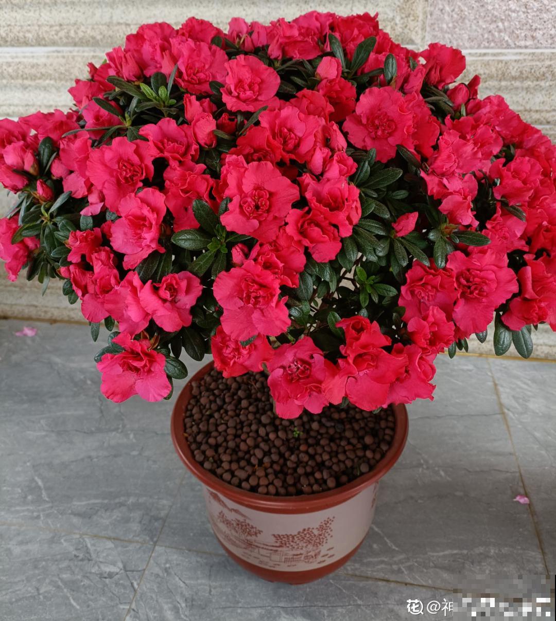 9种花不能暴晒，晒得越多花越不好，找阴凉地养