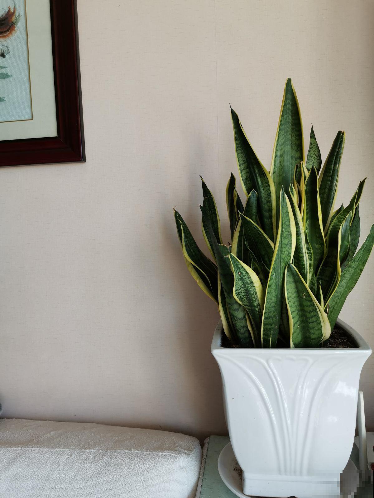 养花注意“2养2不养”，养对了身心健康，养错了有坏影响