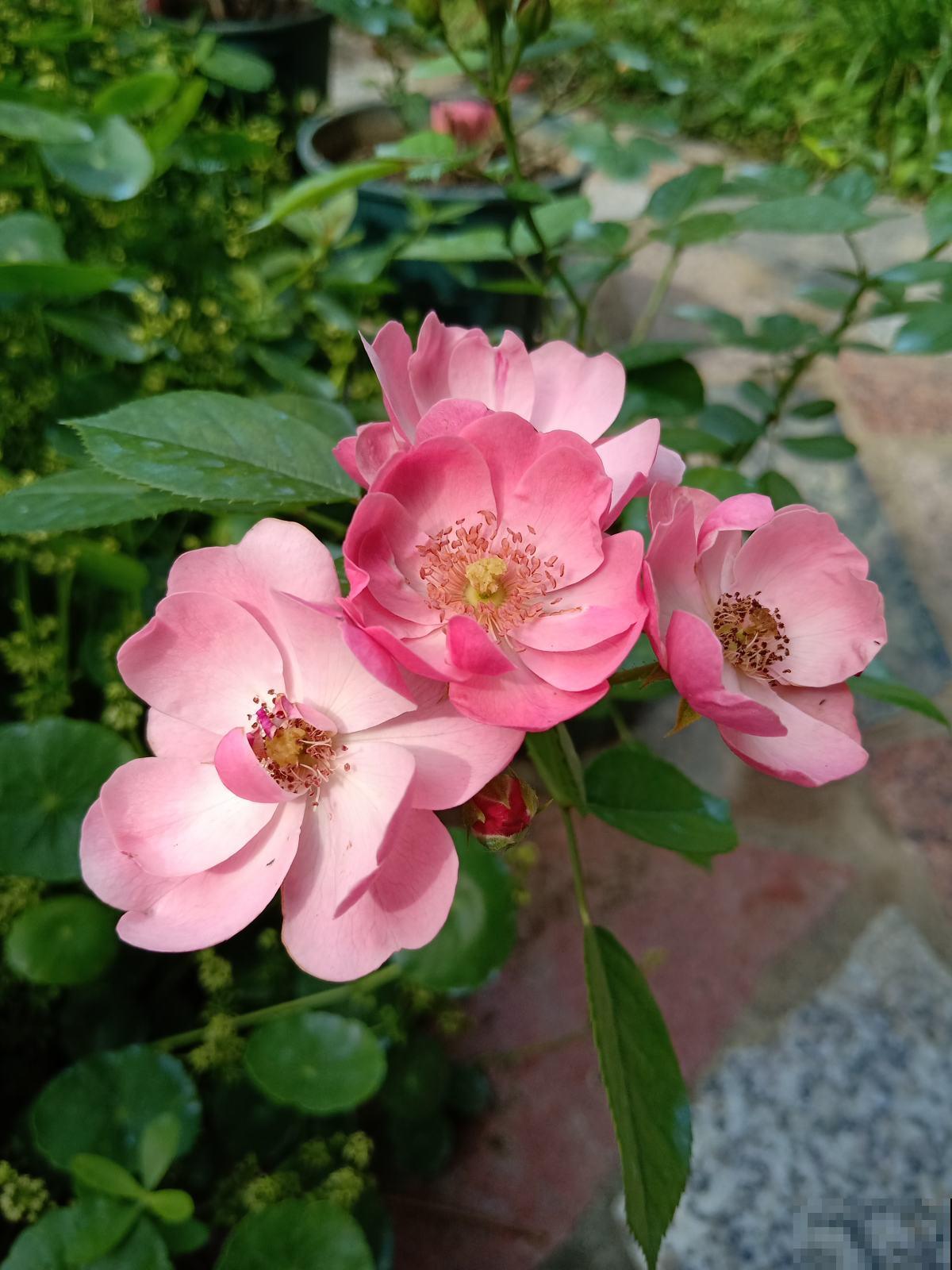 春天一到，10种常见月季，浓香又爆花，赶紧养起来