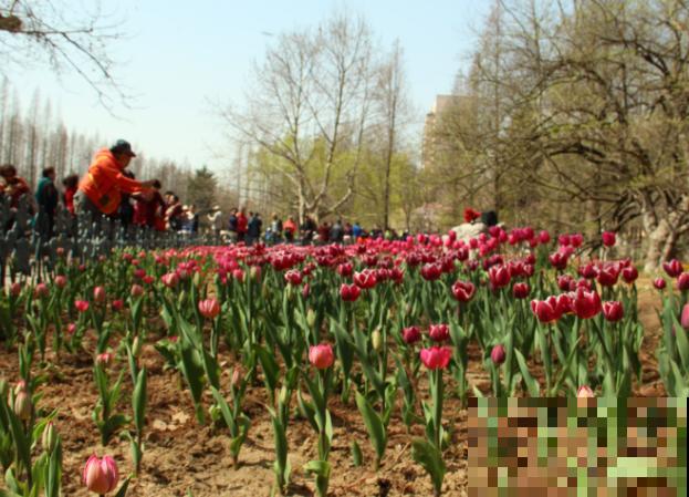 郁金香放冰箱,来年呼呼开花,不然明年看不到花 郁金香放冰箱,来年呼呼开花,不然明年看不到花