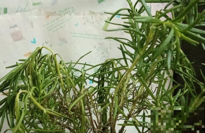 迷迭香掐个枝，插水里3天生根，好养的很