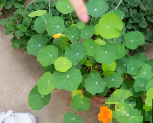 旱金莲养殖不好，长得又细又高，主要是这3步没注意