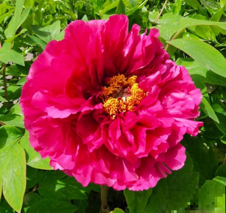 “花中之王”牡丹花，想开出比脸大的花，还是得学会4要点