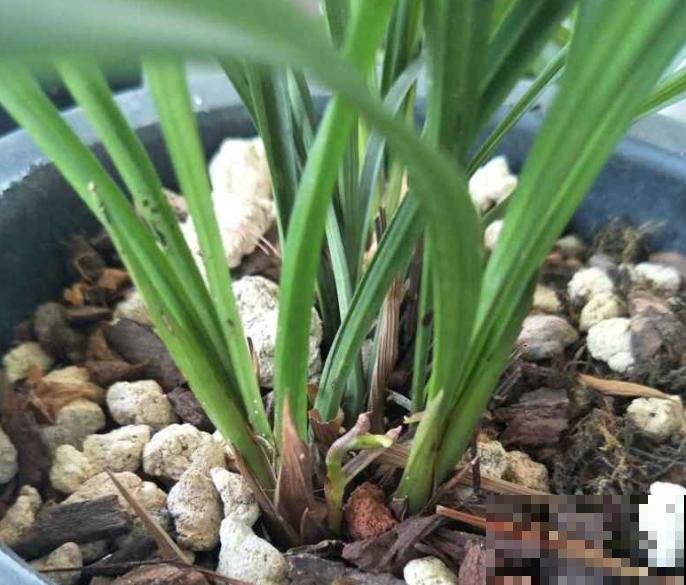 兰花养了十年,突然长了虫,全军覆没真心疼 兰花养了十年,突然长了虫,全军覆没真心疼