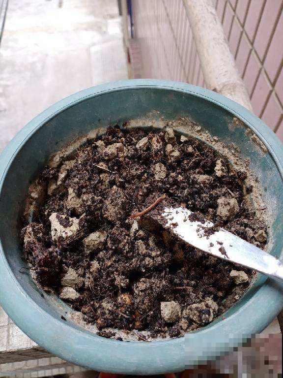 土壤在春天硬的像石头,3个妙招,教你解决土壤板结 土壤在春天硬的像石头,3个妙招,教你解决土壤板结