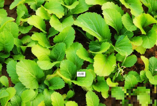 养殖白菜出现烂心，和这2点有关，及时喷药还有救