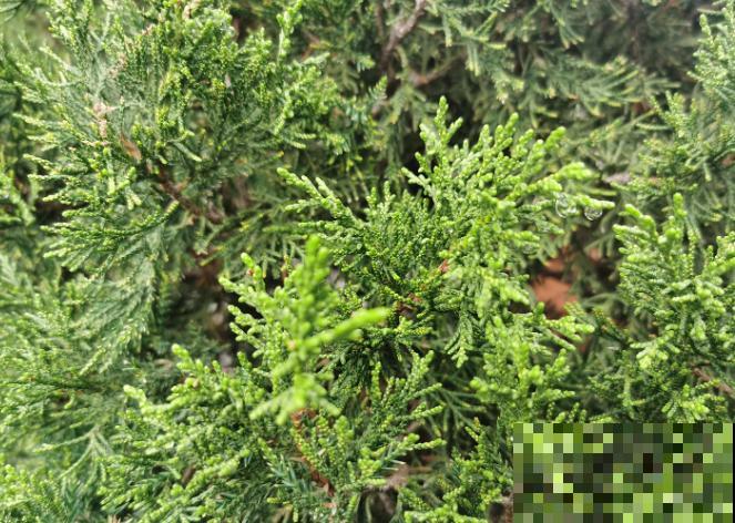 5种树寓意积极向上,家里种1棵,有富贵吉祥好兆头 5种树寓意积极向上,家里种1棵,有富贵吉祥好兆头