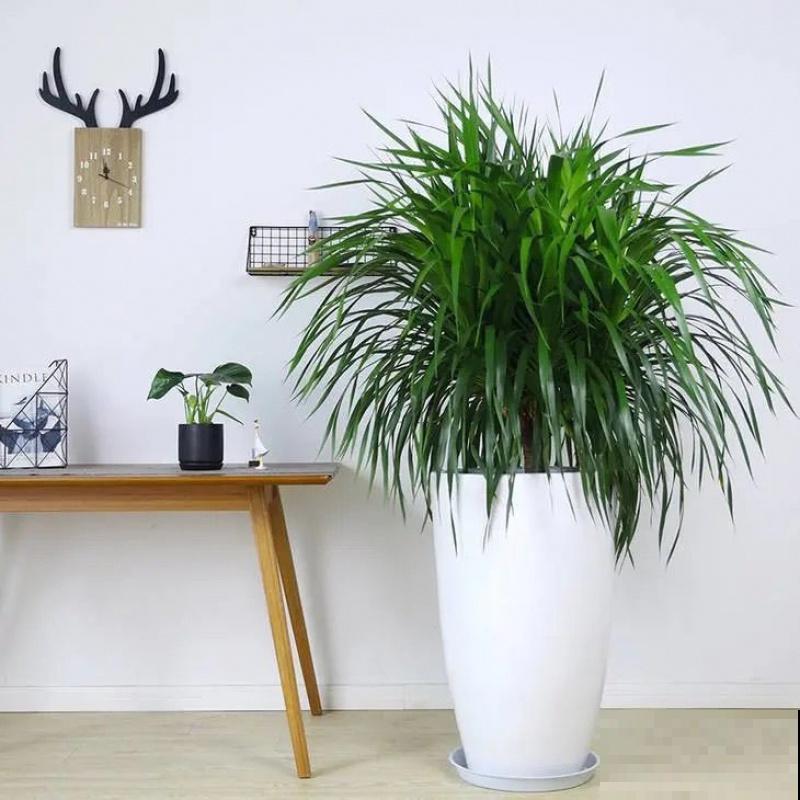 家里有盆“青云直上”，不会修剪，来看看这4步修剪方法