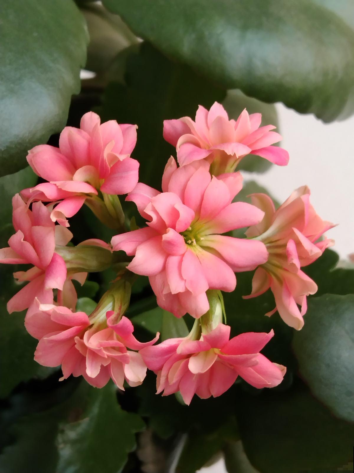 冬天扦插3种花，比暖和时更容易生根，两个月就能开花