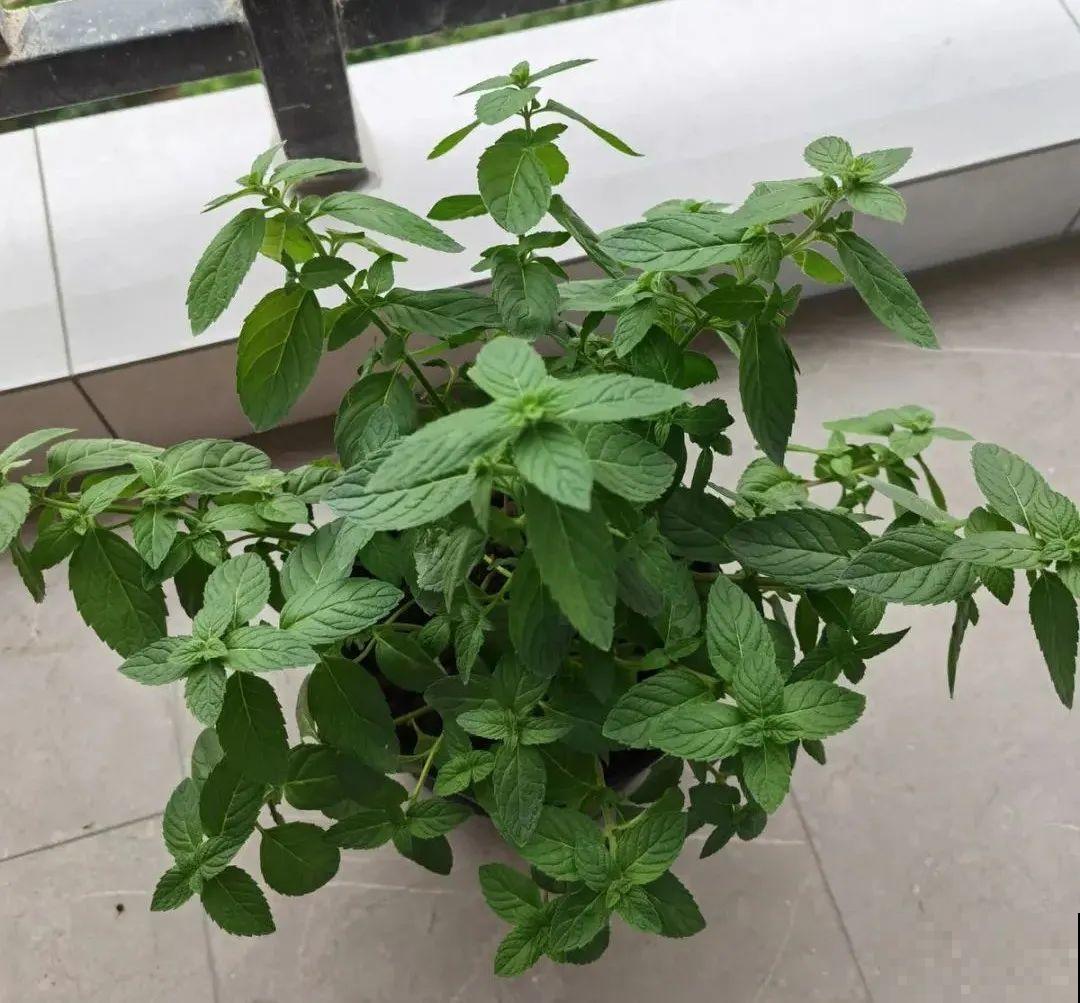 家里养盆薄荷，春天进行扦插繁殖，一盆变多盆