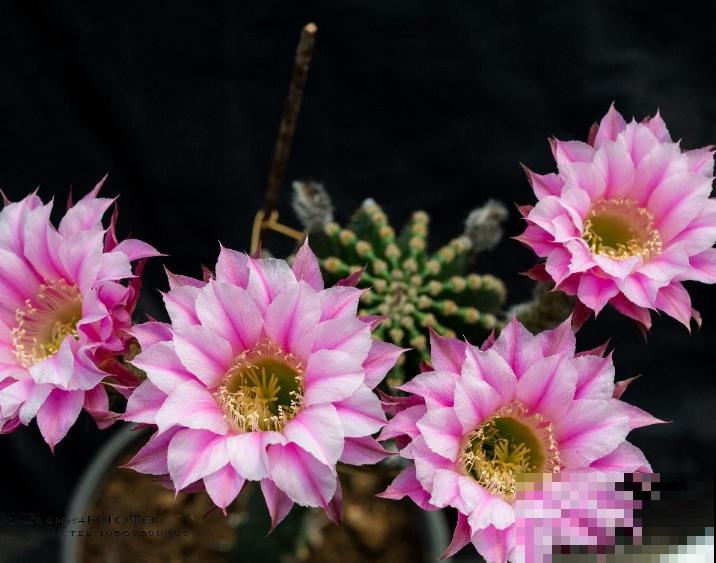 会开花的仙人球，注意这5点，促使正常开花