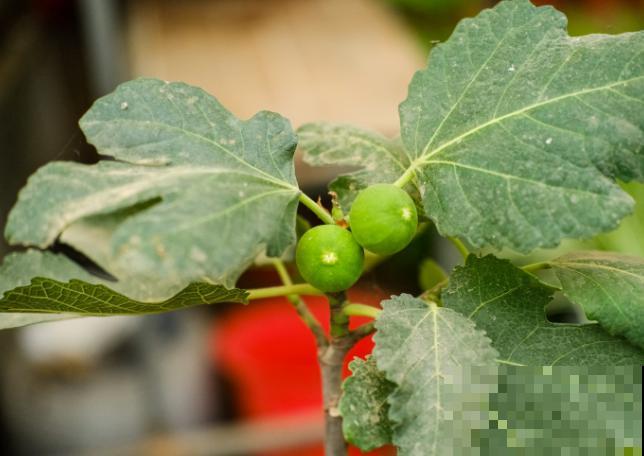 院子里种棵无花果，春天狠心剪一刀，咕嘟咕嘟冒果子