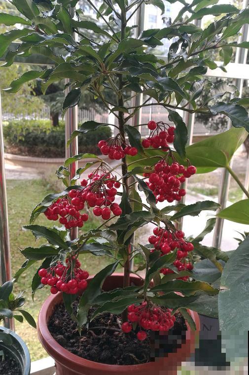 年底养盆喜庆花，有招财旺运好兆头，红红火火好运来