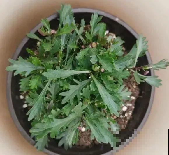 草花中的“小霸王”,耐热耐寒耐阴,开花能开大半年! 草花中的“小霸王”,耐热耐寒耐阴,开花能开大半年!