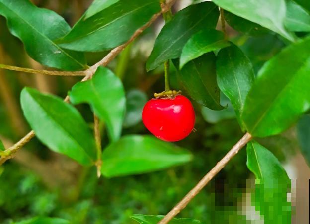 樱桃盆栽，记住这4点，养护很简单