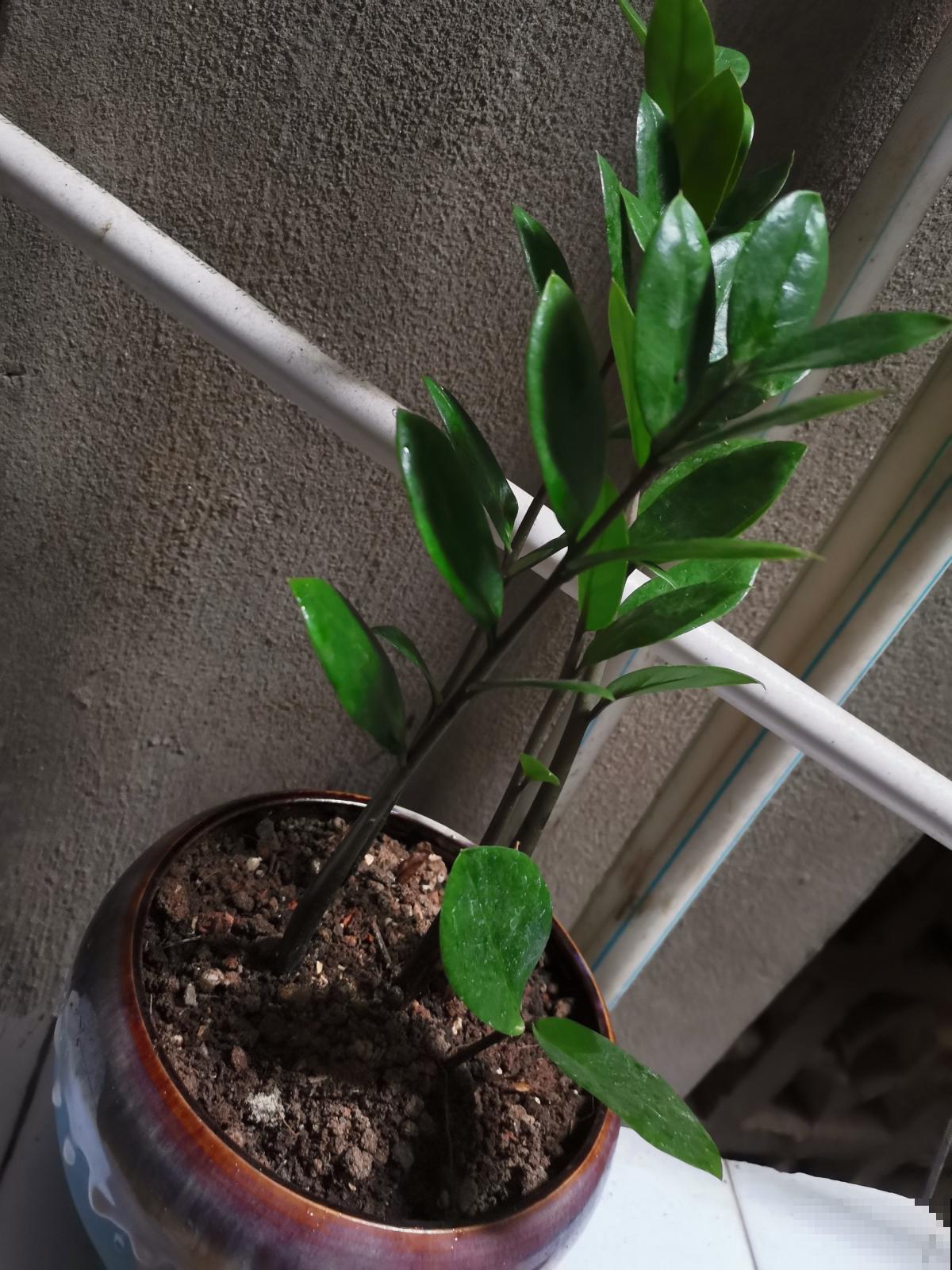 养花不能太勤快,3种花懒人养最好,越勤快养得越差 养花不能太勤快,3种花懒人养最好,越勤快养得越差