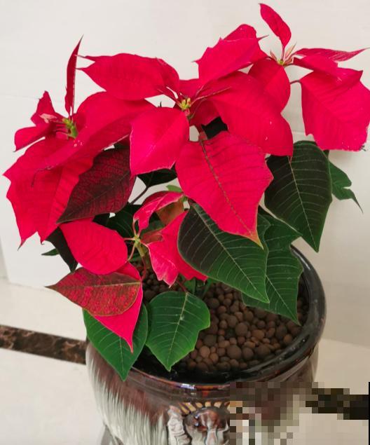 养花避开“有毒花”,家里出现频率特别高,实际很危险 养花避开“有毒花”,家里出现频率特别高,实际很危险