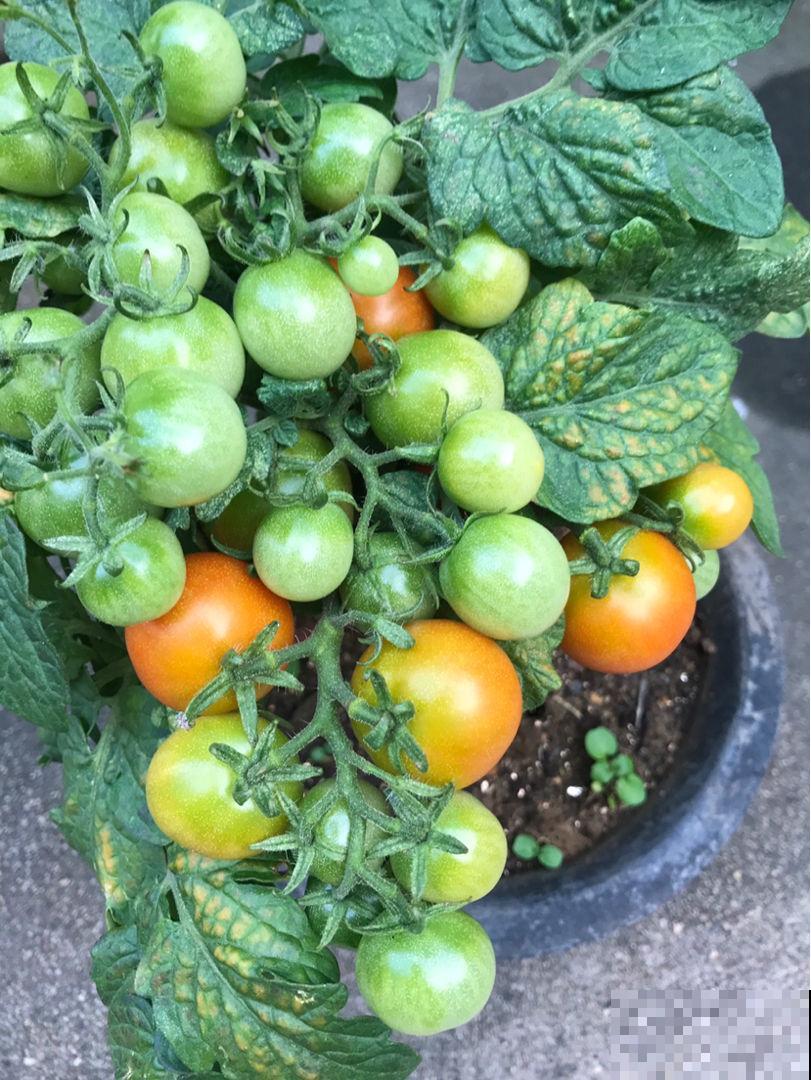 阳台养盆小番茄,咕噜咕噜冒果子,酸酸甜甜吃不完 阳台养盆小番茄,咕噜咕噜冒果子,酸酸甜甜吃不完