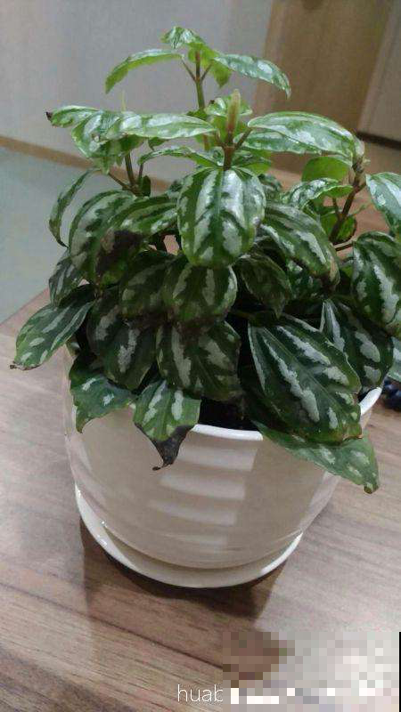 家养植物千千万,这30种都养过的,就是养花大神 家养植物千千万,这30种都养过的,就是养花大神