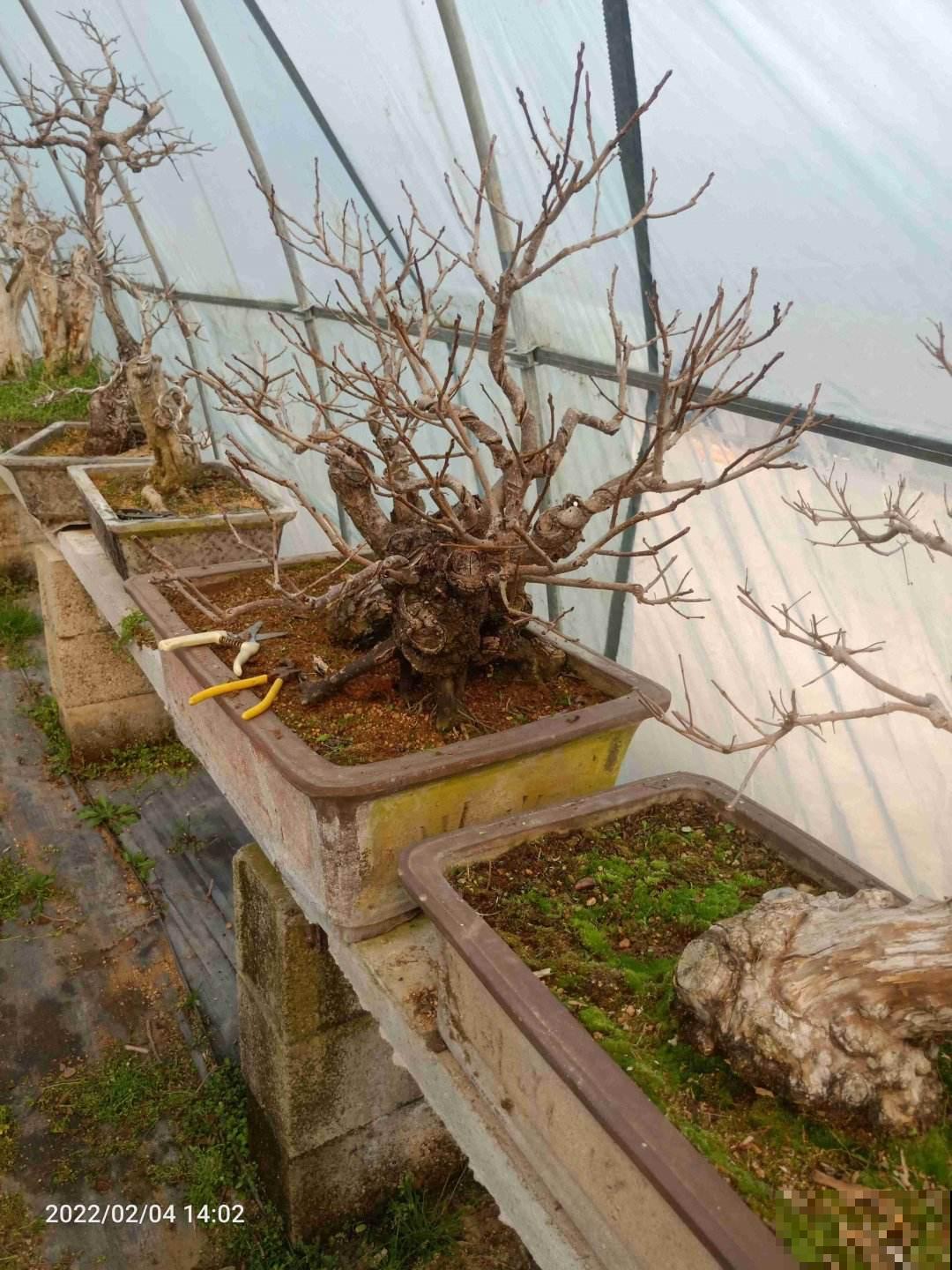 春天谨慎入手的“坑人花”,买一次后悔一年,白花钱还难养 春天谨慎入手的“坑人花”,买一次后悔一年,白花钱还难养