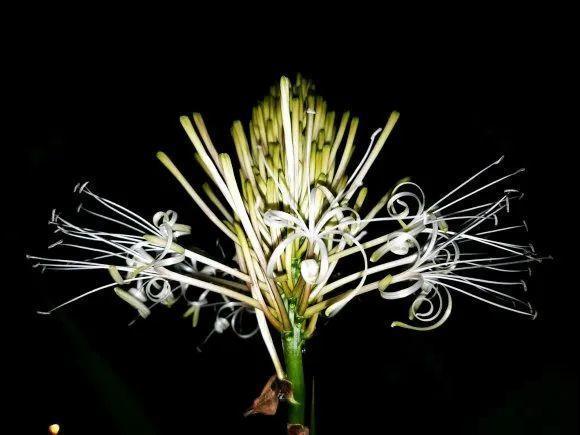 老人常说,6种吉祥花,轻易不开花,开花据说有好运 老人常说,6种吉祥花,轻易不开花,开花据说有好运