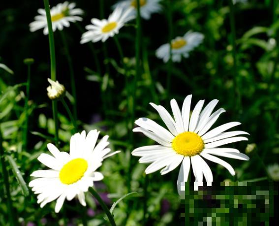 大滨菊养殖期间，注意好这5点，长势更旺盛