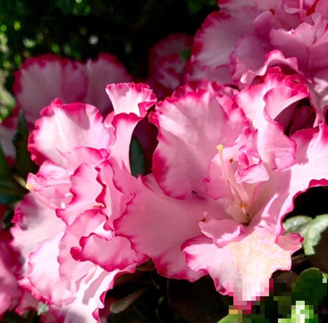 1种“人间富贵花”，养家里姿色万千，越养越“富贵”