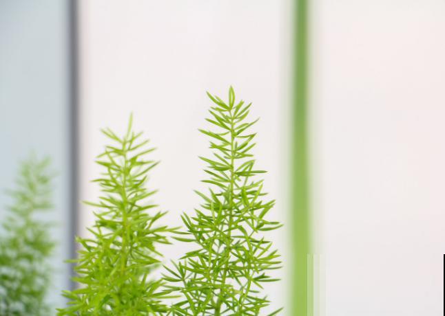 家里养盆天门冬，注意这5点，轻松爆盆