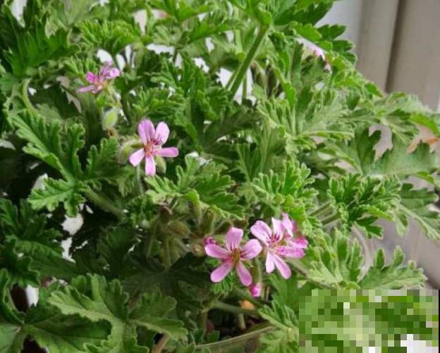 驱蚊草掉叶子，主要和这4点有关，养殖注意点不在出现问题